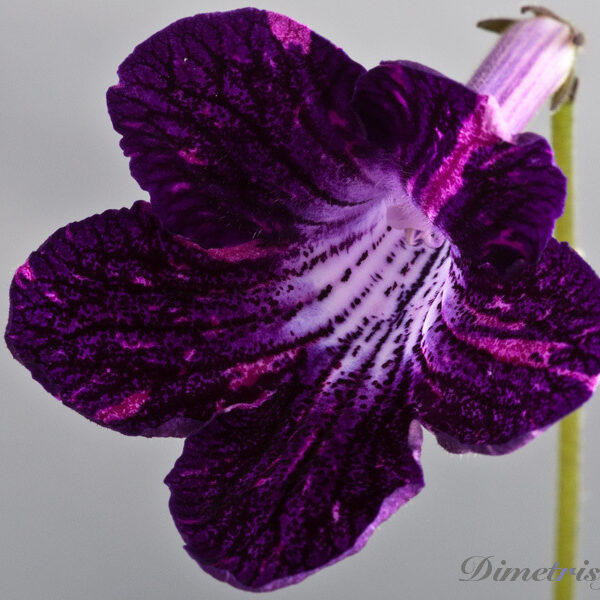 ds_2__473
