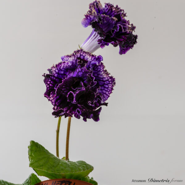 ds_3005__144