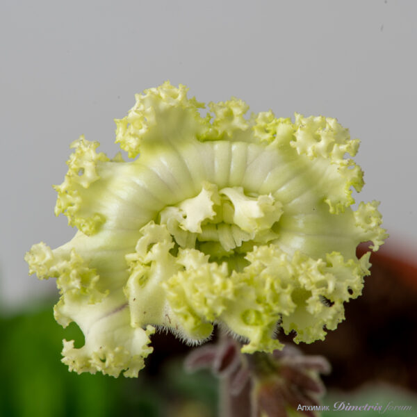 ds_3037_175