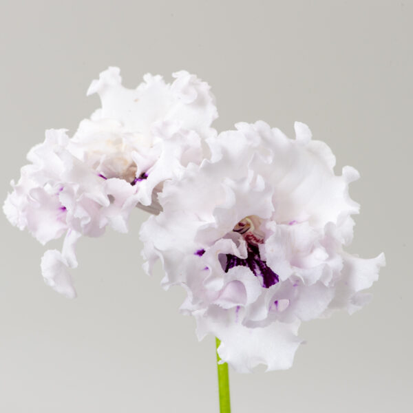 ds_3058__369