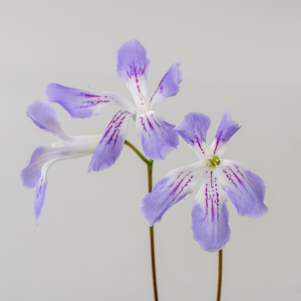 ds_3107__915