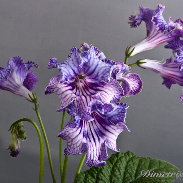 ds_328_30_ae__892 ds_328_30_ae__892