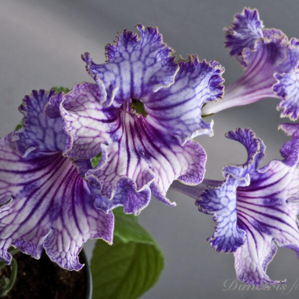 ds_328__205 ds_328__205