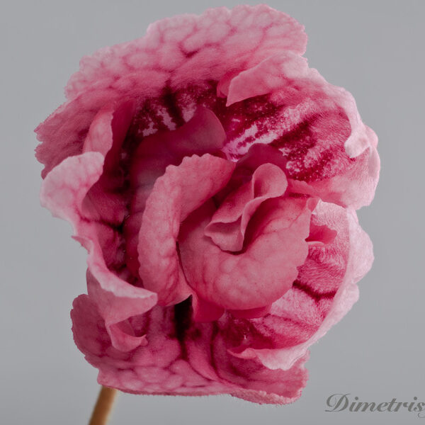 ds_369__849