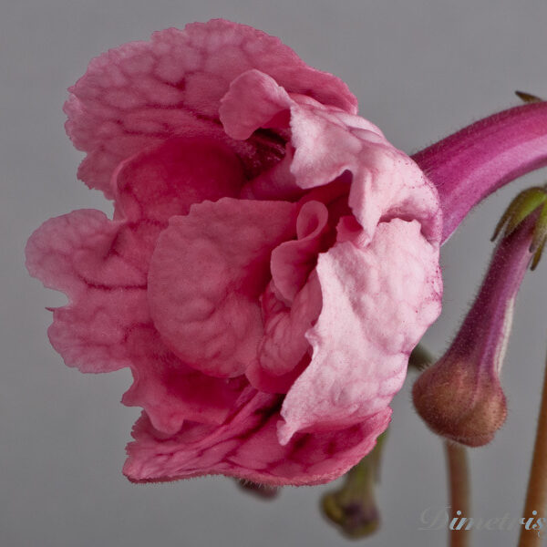 ds_369___607