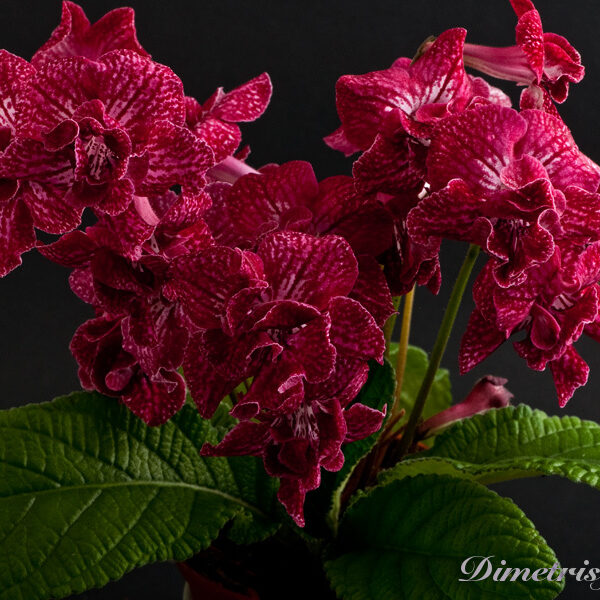 ds_471__192