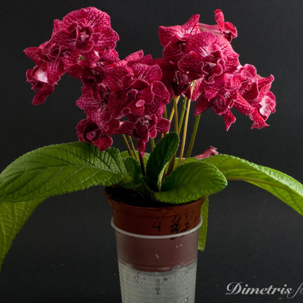 ds_471___923
