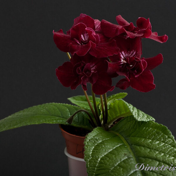 ds_473__183