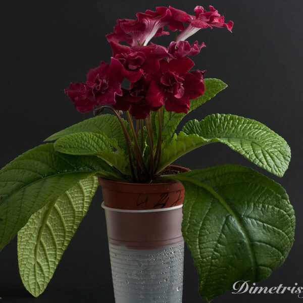 ds_473__814