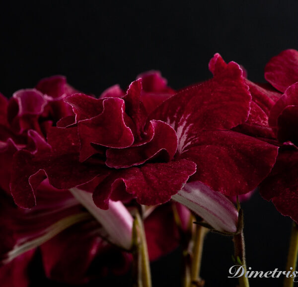 ds_473___149