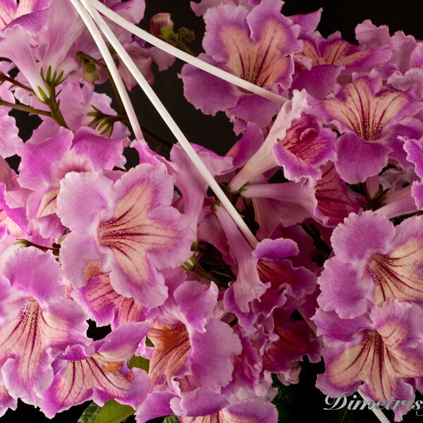 ds_477__127
