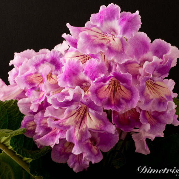 ds_477___991