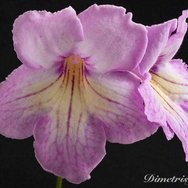 ds_479_191