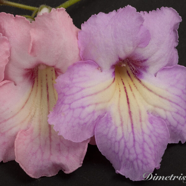 ds_479__178