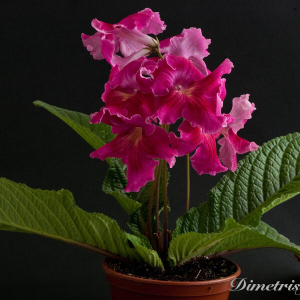 ds_480__167