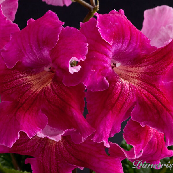 ds_480__360