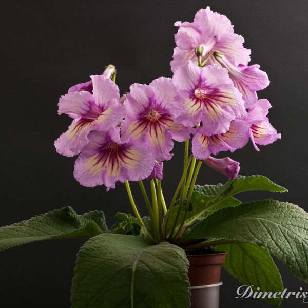 ds_480_ae_167 ds_480_ae_167