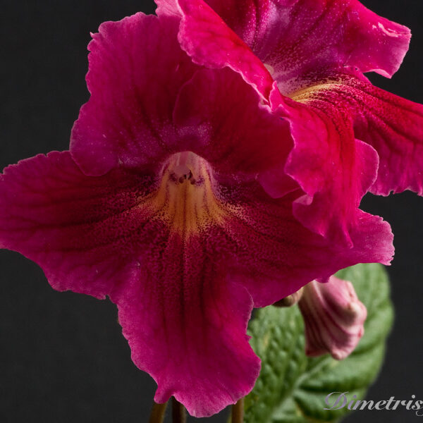 ds_482_637