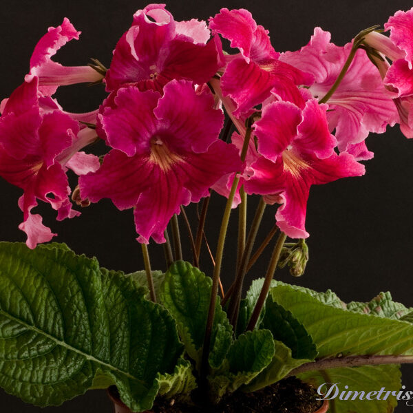ds_482equalequal_177