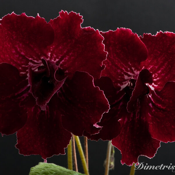 ds_485_129