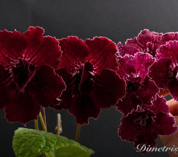 ds_485__664