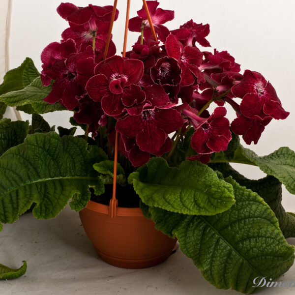 ds_486__107