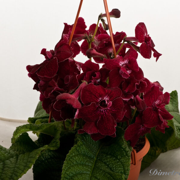 ds_486__710