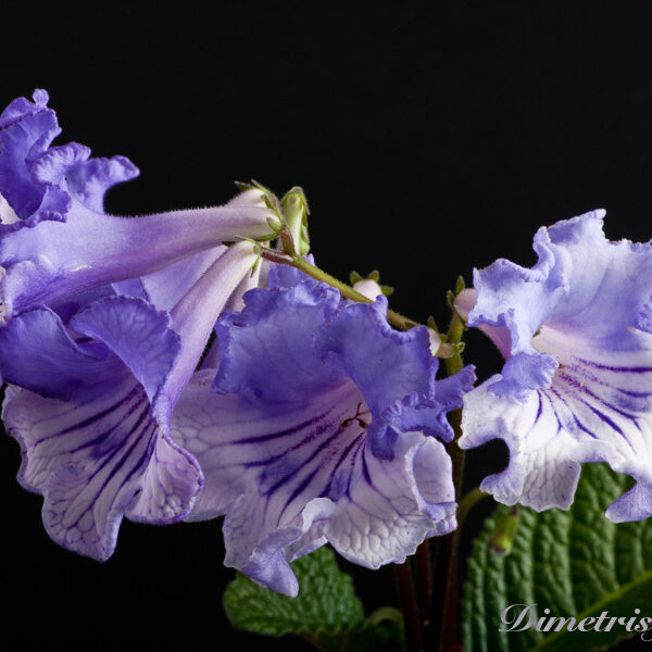 ds_489__503