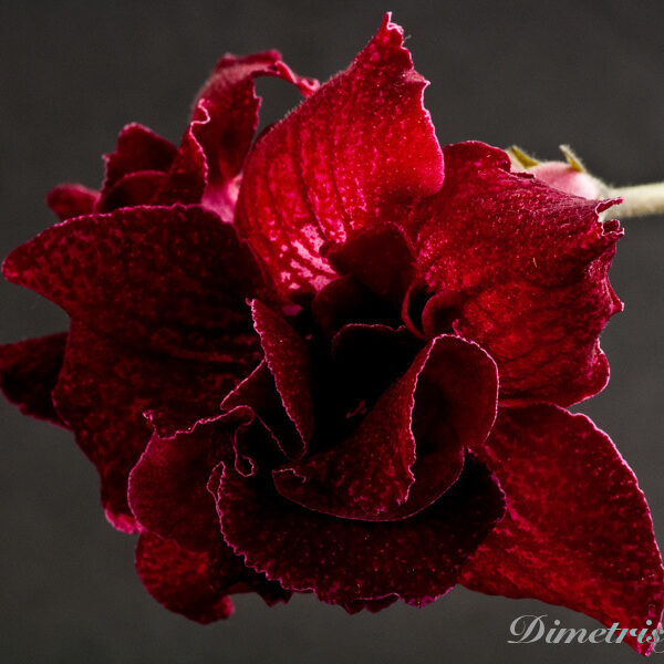 ds_492__797