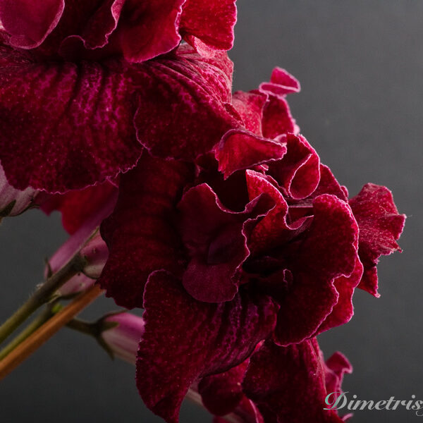 ds_492___814