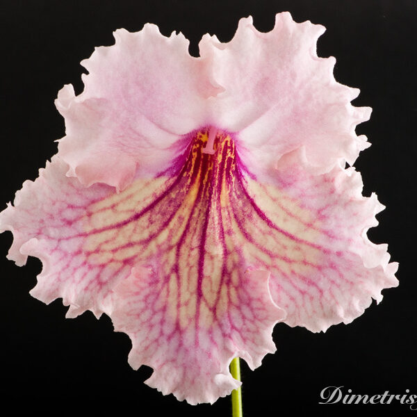 ds_497equalequal_729