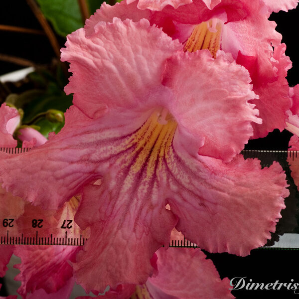 ds_498__105-2