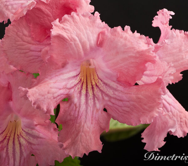 ds_498___141-1