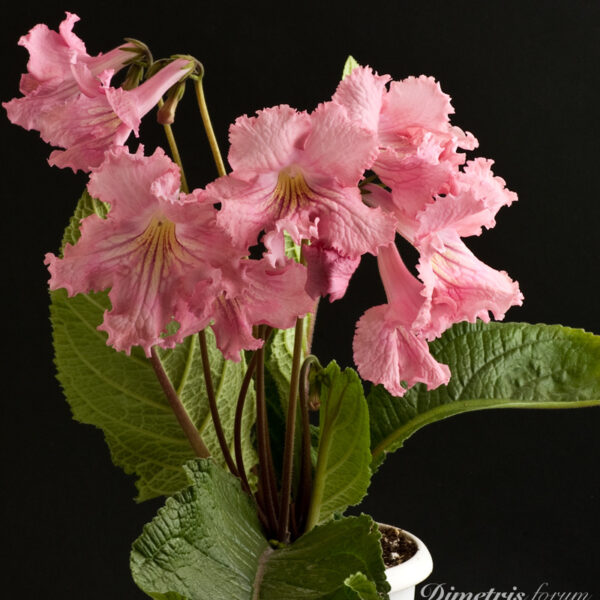 ds_498_ae_1011_213-1