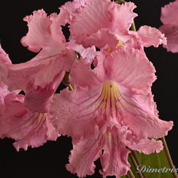 ds_498ae__107-2
