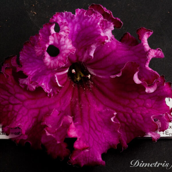 ds_503__8_740