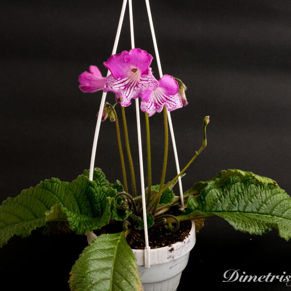 ds_510__798