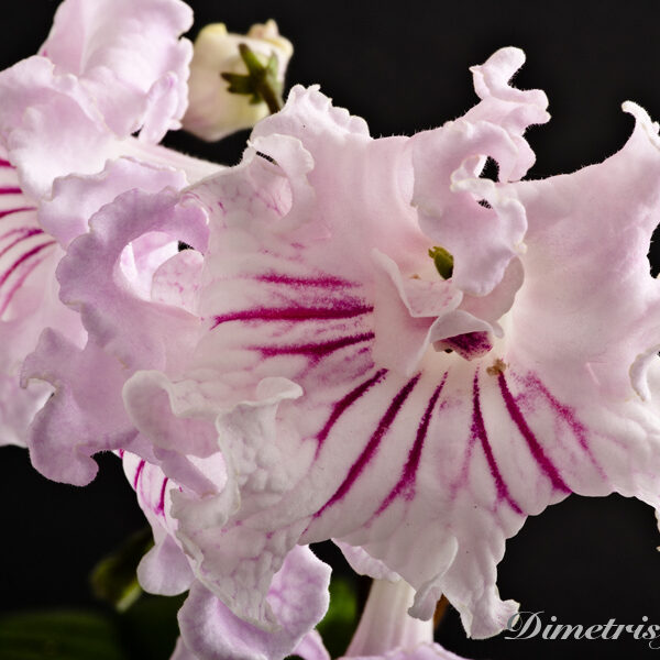 ds_511__179