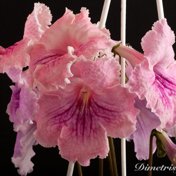 ds_525_ae_104