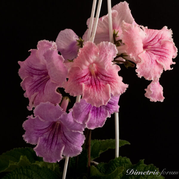 ds_525_ae_315