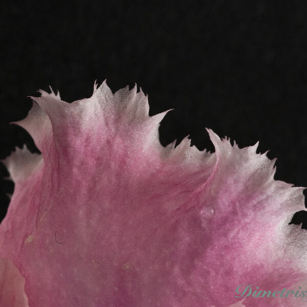 ds_532__477
