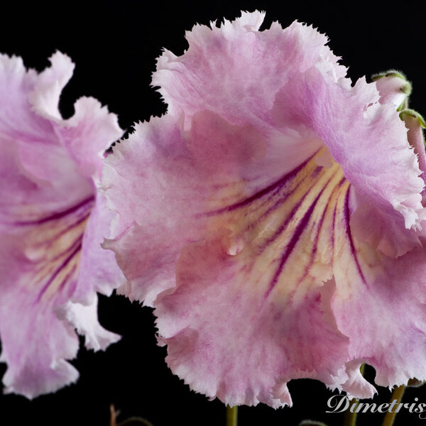 ds_532__959