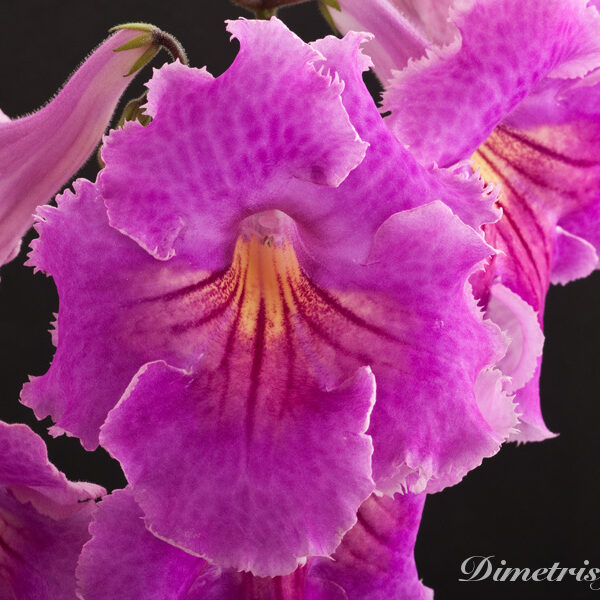 ds_536__153