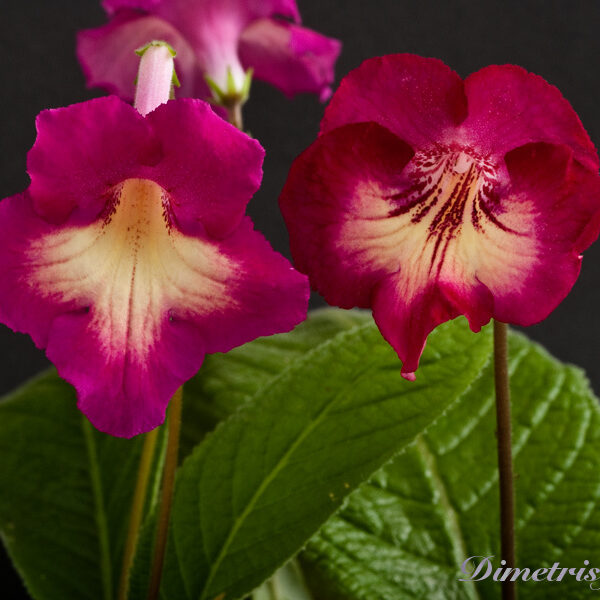 ds_550_207 ds_550_207