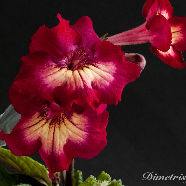 ds_550___205 ds_550___205