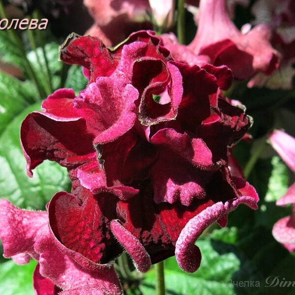 ds_5_998