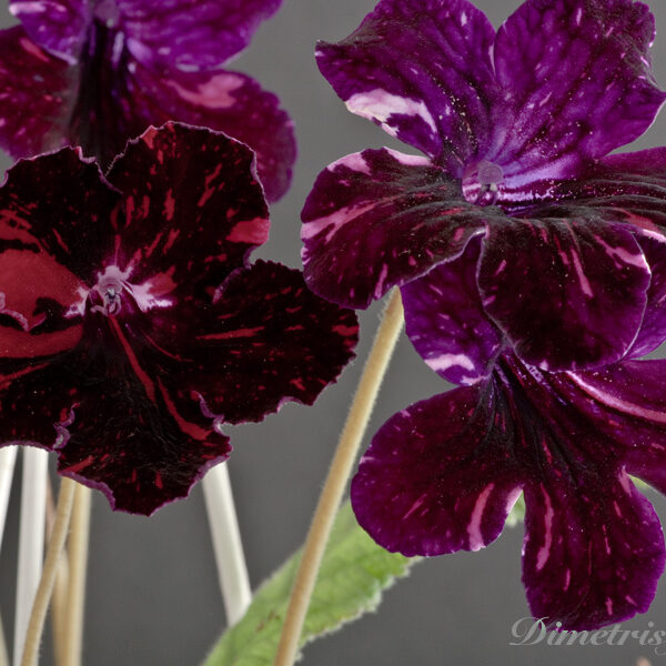 ds_607__669