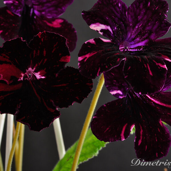 ds_607____475
