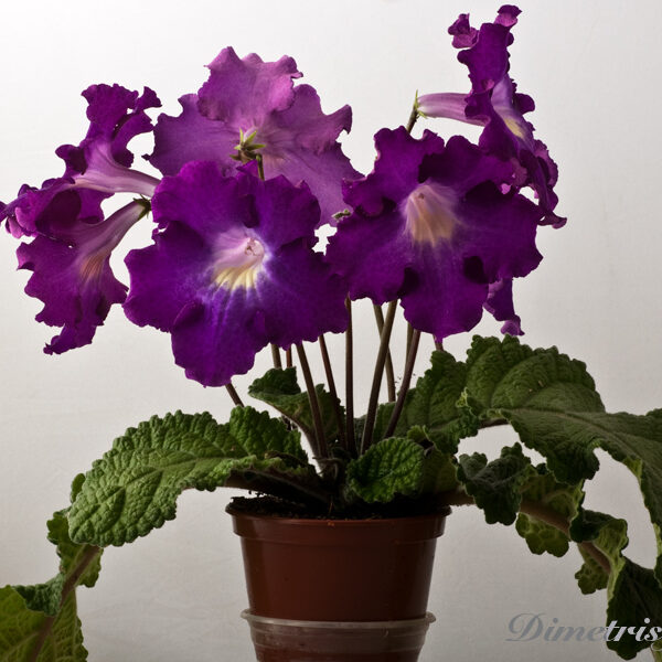 ds_615equal_593