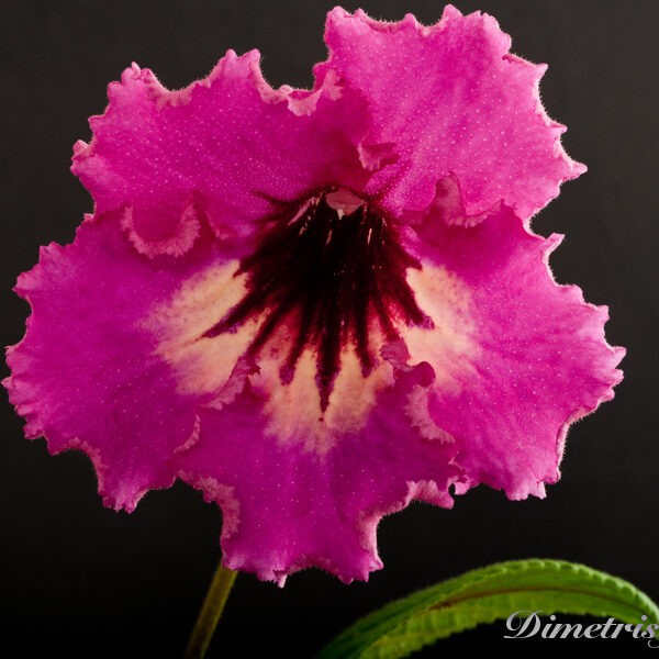 ds_650_equalequalequal_105